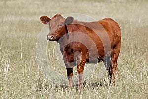 Red angus photo