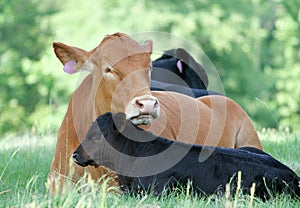 Red angus beef cow with black calf lying in spring grass