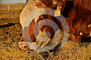 Red Angus beef cow photo