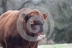 Red Angus Bull, closeup of face, tongue out