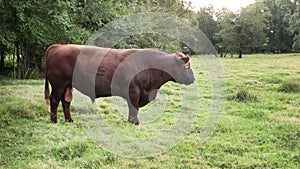 Red Angus Bull in a lush green pasture