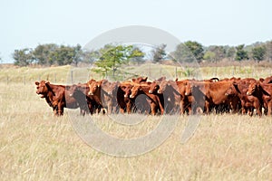 Red angus cattle photo