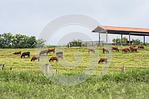 Red angus
