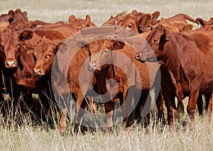 Red angus cattle