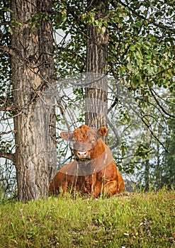 Red Angus by the Cottonwood Trees