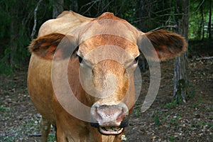 Red Angus Cow