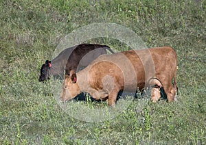 Red Angus cow and calf grazing in Oklahoma