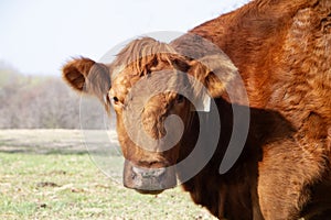 Red angus cow closeup of face with ear tag