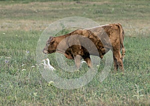 Red Angus cow in a field in Oklahoma, with two Cattle Egret