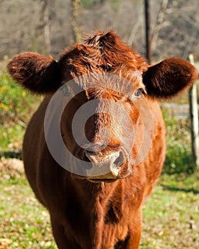 Red angus cow in grassy field front view