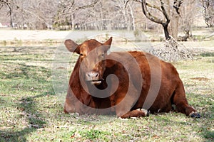 Red angus cow laying down chewing cud in a pasture