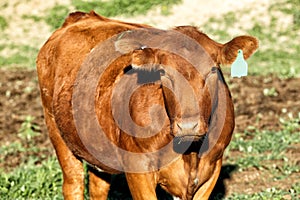 A Red Angus cowin a pasture. photo