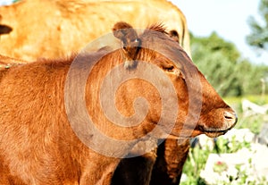 Red Angus cows in a pasture.