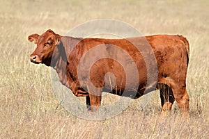 Red angus cow