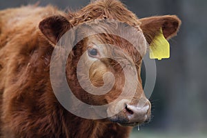 Red angus steer closeup of face with ear tag