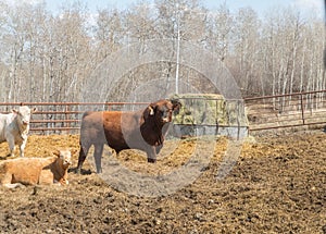 Red angus ull in a pen with a few cows