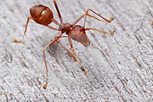 Red Ant