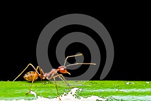 Red ant