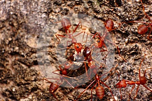 Red ant