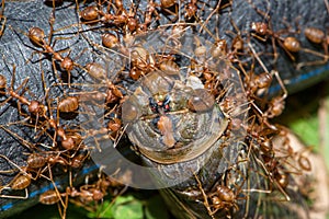 Red ant. Ant bite victims helped