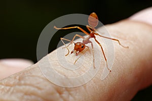 Red ant bite