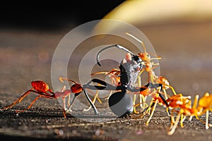 Red ant