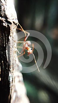 Red ant on branch micro photography