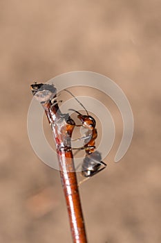 Red ant on a branch