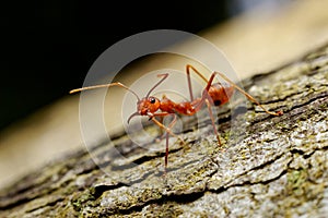 Red ant on branch of tree,protect himself posture