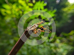 Red Ant bridge unity team. Close up Macro of Ant making unity bridge on plant with nature forest green background. Ant action