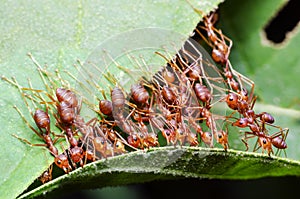 Red ant, Ant bridge unity team Cooperate To achieve the goal.