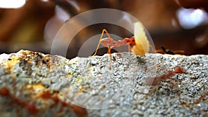 Red ant carry their own food larva. Macro slow
