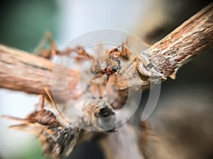 red ant carrying bug on branch tree