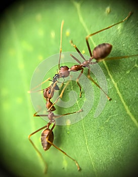 red ant carrying bug on green leaf