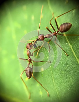 red ant carrying bug on green leaf