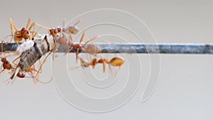 Red ant carrying food to nest