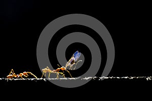 The red ant carrying insect