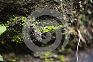 A red ant in cave