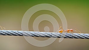 Red ant colony walking across wire