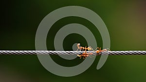 Red ant colony walking across wire