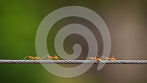 Red ant colony walking across wire