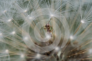 Red ant crawling inside a overblown dandelion flower