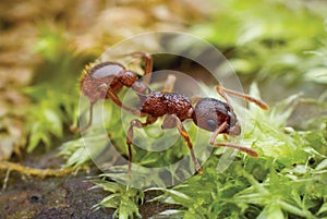 Red ant crawling through thickets of moss green