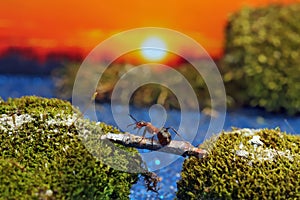 Red ant crosses the river on a log