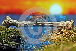 Red ant crosses the river on a log