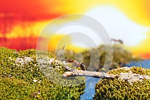 Red ant crosses the river on a log