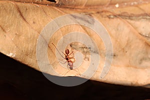Red ant on dry leaf and black background