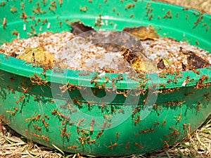 Red ant eggs