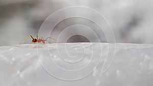 Red Ant on a White Surface