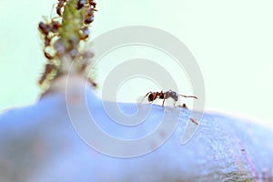 Red ant exploring the area